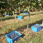 1720 Quinta Da Cancela - Winery &