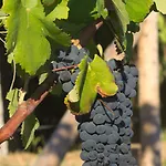 1720 Quinta Da Cancela - Winery & ゲストハウス