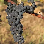 1720 Quinta Da Cancela - Winery & ゲストハウス 4*