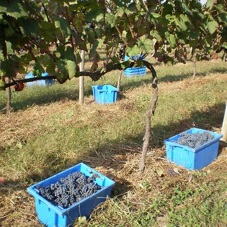 1720 Quinta Da Cancela - Winery &