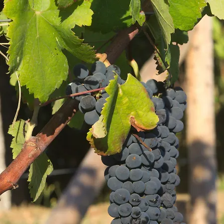 1720 Quinta Da Cancela - Winery & Gæstehus