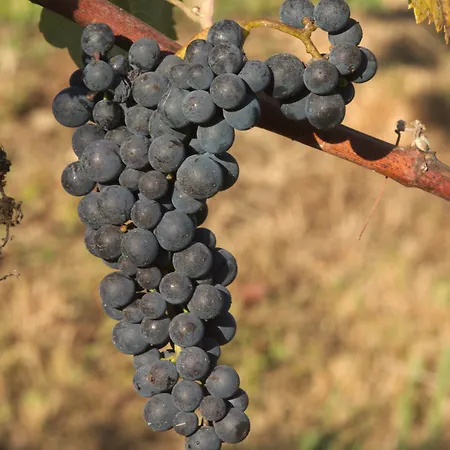 1720 Quinta Da Cancela - Winery & Gæstehus 4*