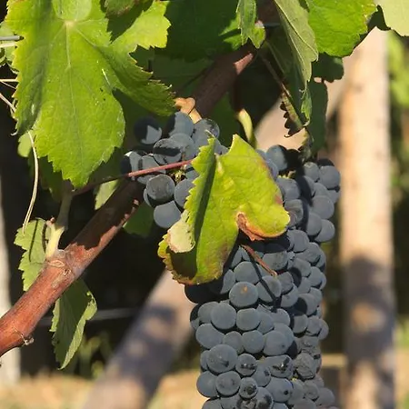 1720 Quinta Da Cancela - Winery & Casa de hóspedes