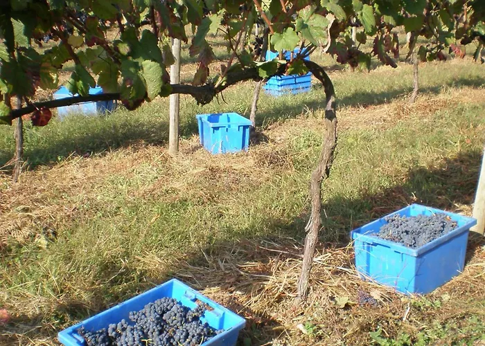 1720 Quinta Da Cancela - Winery &