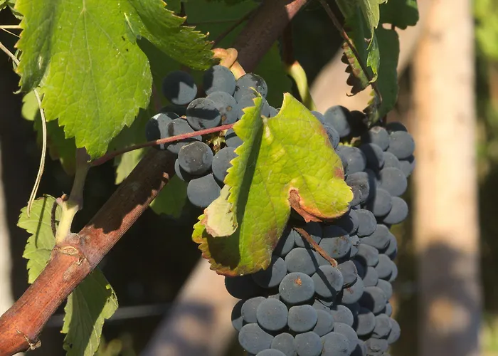 1720 Quinta Da Cancela - Winery & Gæstehus