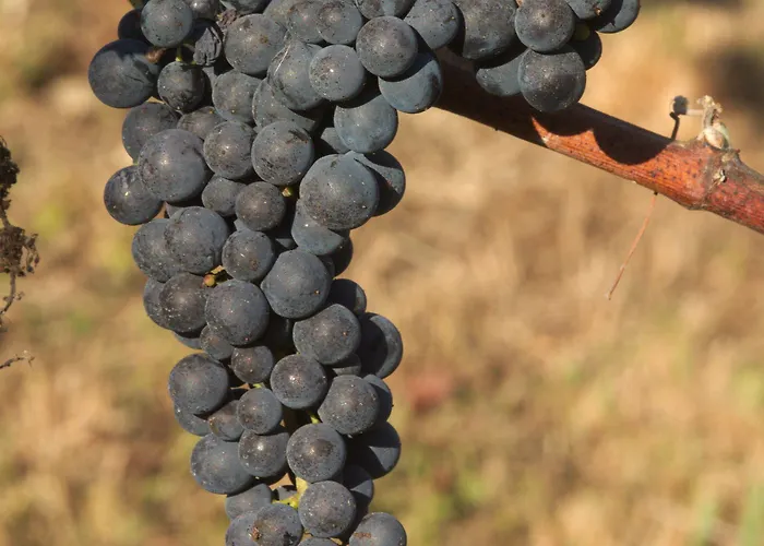 1720 Quinta Da Cancela - Winery & Gæstehus 4*